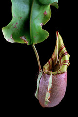 Nepenthes veitchii flowers on isolated background, Nepenthes veitchii closeup