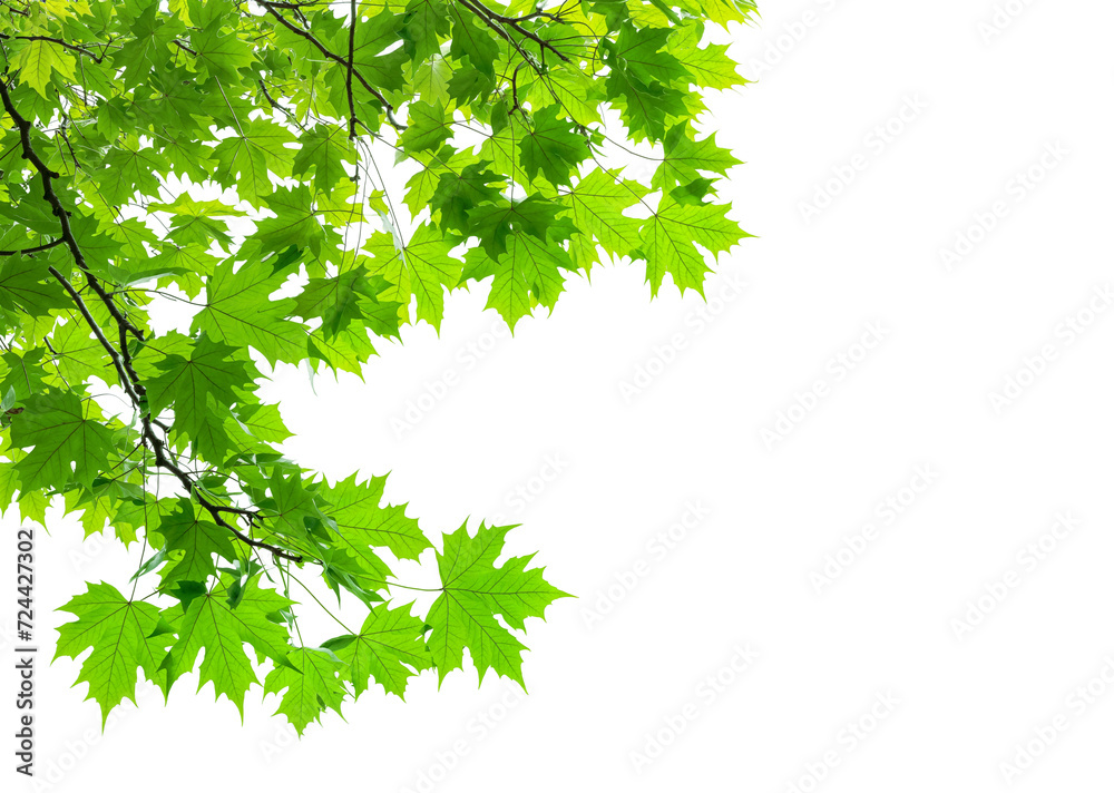 Canvas Prints green maple leaves branches of tree on corner of picture png transparent file