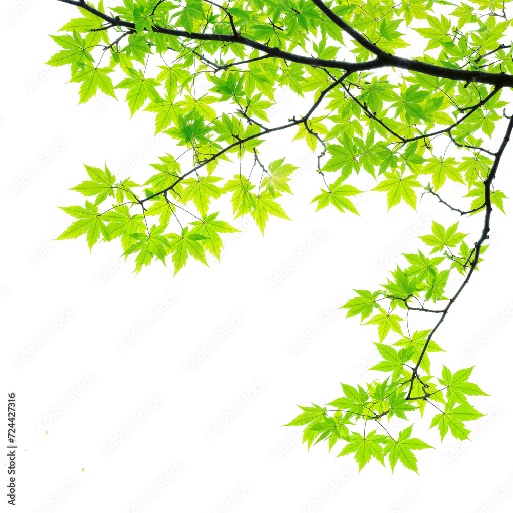 Canvas Prints green maple leaves branches of tree on corner of picture png transparent file