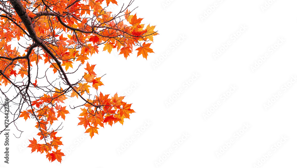 Canvas Prints autumn maple leaves branches of tree on corner of picture png transparent file