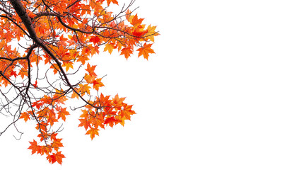 autumn maple leaves branches of tree on corner of picture PNG transparent file 