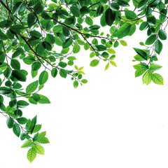 Fototapeta na wymiar green leaves branches of tree on corner of picture PNG transparent file 