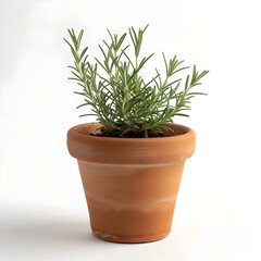 Rosemary herb plant in a terracotta pot isolated on white background. ideal for gardening and culinary themes. natural and fresh. AI