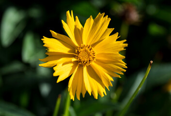 Detail of the yellow flower of the Coreopsis plant.