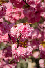japanese spring sakura blooming on branch. photo of spring sakura bloom. spring sakura flower.