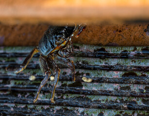 Detail of a sea crab partially hidden in a shelter.