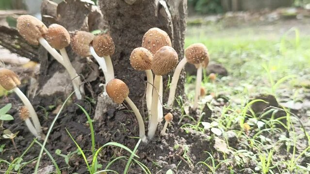 Coprinellus fungus that grows around dead trees