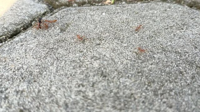 Red Ants bit a Giant Black Ant