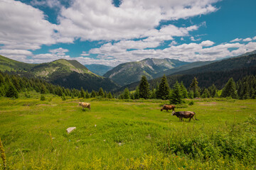 View from Cakor, road mountain pass in Prokletije, on the border of Montenegro and Kosovo. Green luch pastures with some cows, magnificent view. © Anze