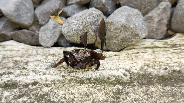 Dead black beetle on the ground