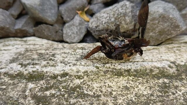 Dead black beetle on the ground