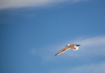 A bird in flight over the water