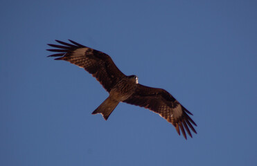 A bird in flight over the water