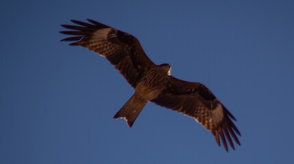 A bird in flight over the water