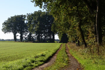 Landscape in Autumn in the Heath Lüneburger Heide, Grasbeck, Walsrode, Lower Saxony