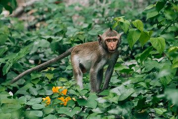 Young macaque climbing on tree branches