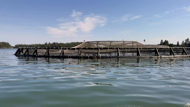 Sustainable Seafood Production. Close View of Floating Fish Pens in the Ocean on a Sunny Day. Responsible Farm Raised. Aquaculture. Food Security. Healthy Protein Sources. 4K 