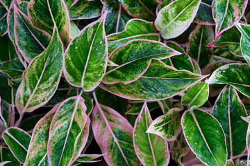 Closeup green fresh leaves of Aglaonema background