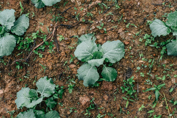 Young green cabbage sprout growing in soil