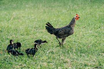 Hen and chicken outdoors eating on a green grass