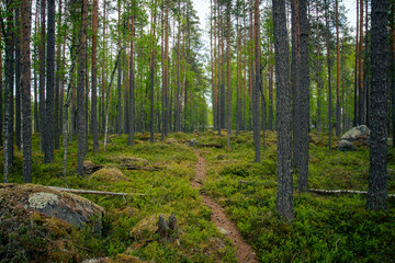 pathway in a beautiful forest scenery