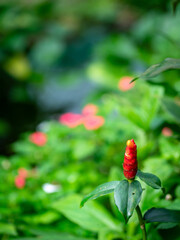 Red Button Ginger plant, in a lush foliage garden.