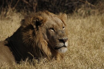 male african lion looking off into the distance