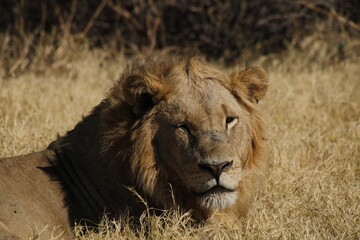 male african lion laying in the grass with eyes partially closed