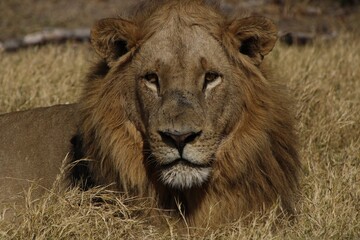 male lion in africa staring at camera