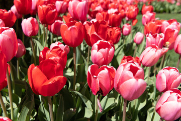 Tulip field background. Flower of tulip. Flowering nature closeup. Macro of flowering tulip. Tulip flower at flowerbed. Natural flower plant. Flora nature. Bright blooming flower in nature