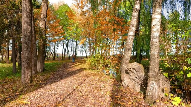 Old man with backpack walks among trees in autumn park. Sunny morning scene of walkbridge in Topilche Park in Ternopil city, Ukraine. 4K video (Ultra High Definition).