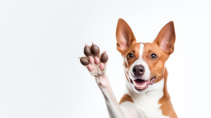 Happy cute brown and white basenji dog smiling and giving a high five isolated on white...