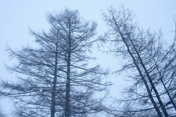 Trees in a wide field in a snowy landscape. white snow background.