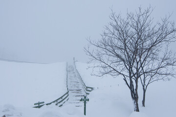 Trees in a wide field in a snowy landscape. white snow background.