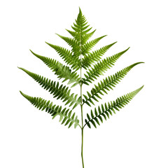 Fern flower isolated on transparent background