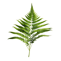 Fern flower isolated on transparent background