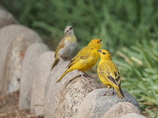 Photograph of a yellow canary in nature. Crithagra flaviventris	