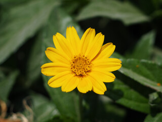 Cape Marguerite in nature
