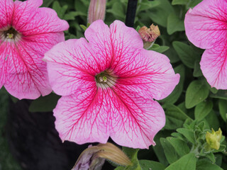 Petunia pink flower