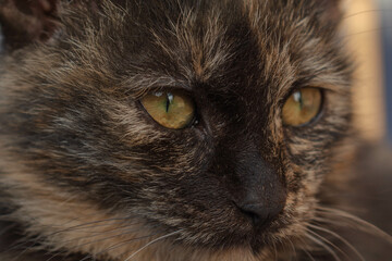 Close-up cat portrait