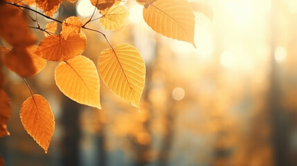 Naklejka na ściany i meble Minimalist Autumn Leaves in Radiant Sunlight