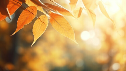 Naklejka na ściany i meble Sunny Autumn Elegance: Leaves with Cinematic Lighting