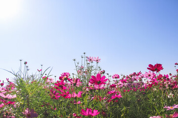 Obraz na płótnie Canvas Colorful pink flower cosmos bipinnatus field blooming on bright blue sky with sun on background and space