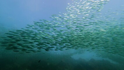 Moalboal, Philippines: Underwater footage of the famous Moalboal sardines run in slow motion in the Cebu island in the Visayas in the central Philippines. Shot in slow motion