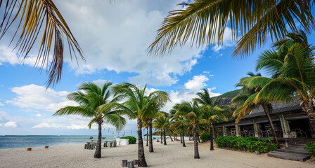 Palm Trees Border the Beach at a Tropical Resort