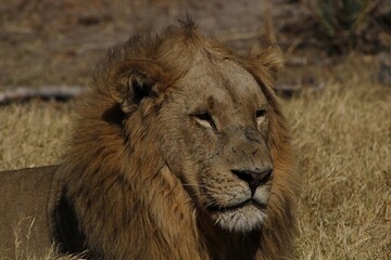 african male lion portrait