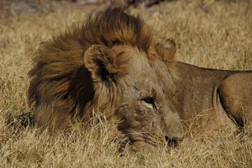 male lion laying down in grass showing mane