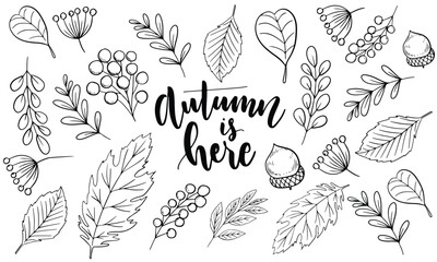 Autumn season. Autumn is here. Outlines of different dried leaves, seed buds on white background. black and white. Can be used for poster, banner, flyer, invitation, website or greeting card. EPS 10.
