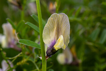 A large yellow vetch or big flower vetch. Vicia grandiflora. Wild plant shot in the spring