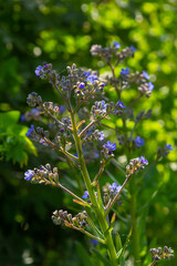 Anchusa officinalis, Alkanet, Common bugloss. Summer, dawn. Dew drops lie on the plant. Beautiful green background